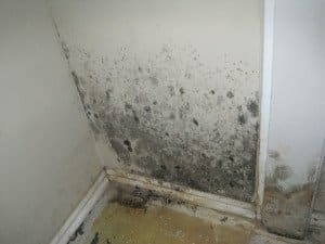 Mold testing guidelines This is a picture of mold growing on a wall in a home.