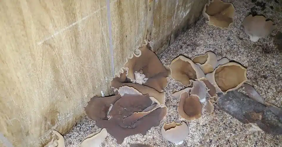 Centerville Utah Mold Inspection services from The Flood Co. A picture of mushrooms growing from the carpet in a home.