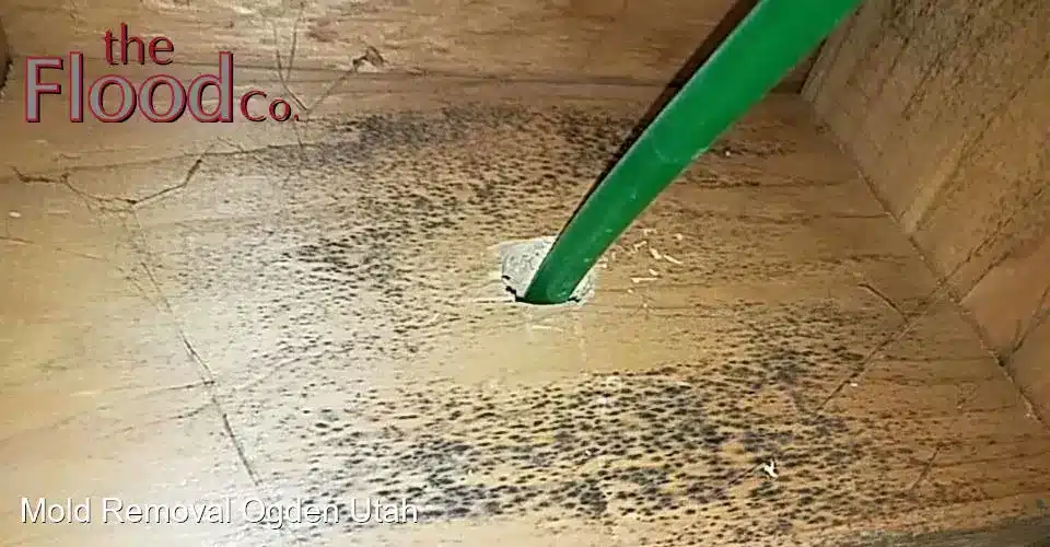 Mold Removal Ogden Utah services from The Flood Co. A picture of mold on a wood shelf