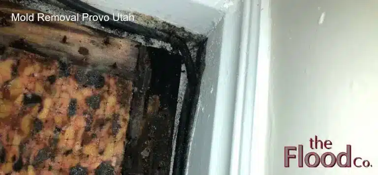 Mold Removal Provo Utah services from The Flood Co. A picture of a moldy floor. carpet padding and tack strip with a moldy baseboard.