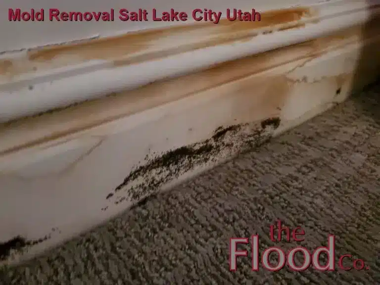 Mold Removal Salt Lake City Utah services from The Flood Co. A picture of mold on a baseboard in a home.