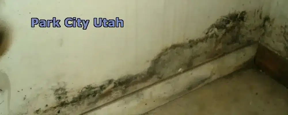 Park City Utah Mold Removal services from The Flood Co. A picture of mold growing on a wall in a home.