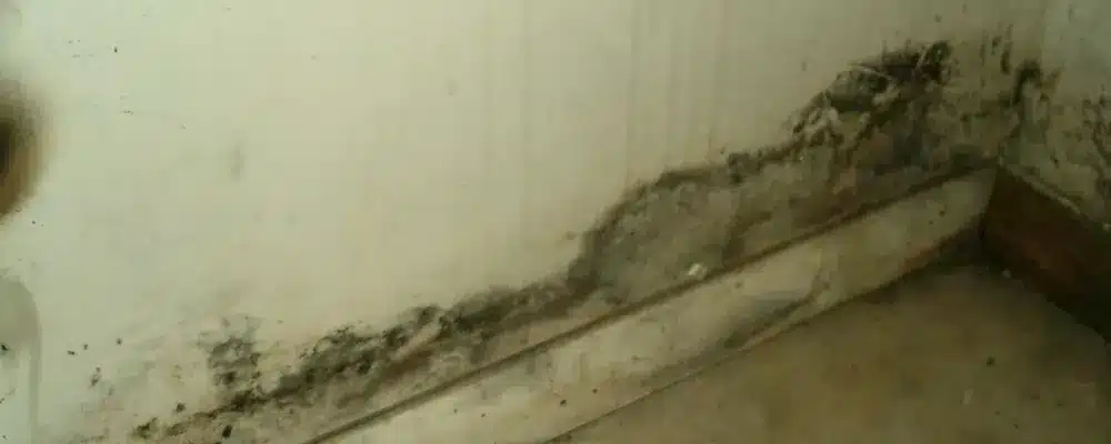 South Ogden Utah Mold Removal services from The Flood Co. A picture of a moldy wall from water damage.