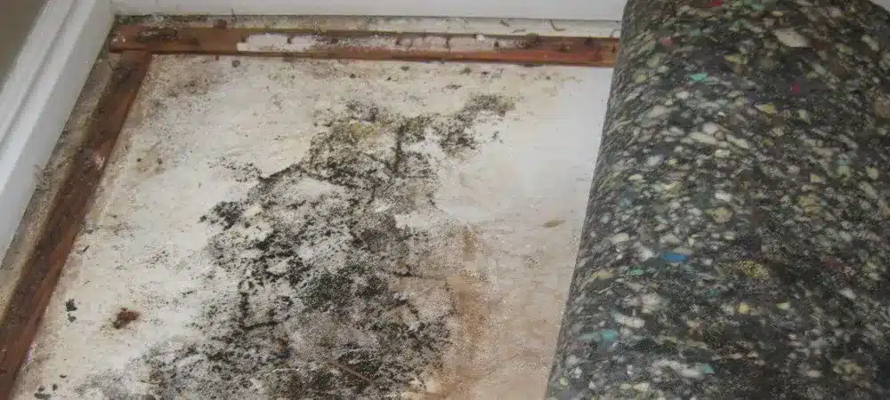 West Haven Utah Mold Removal services from The Flood Co. A picture of a moldy floor under carpet and padding.