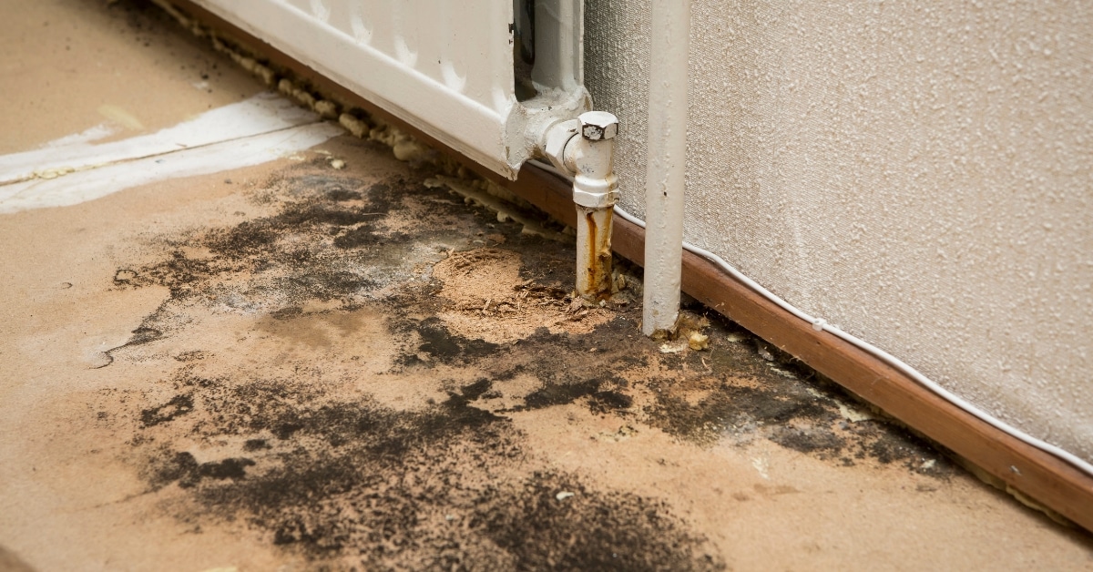 Certified professional inspecting commercial building for mold damage
