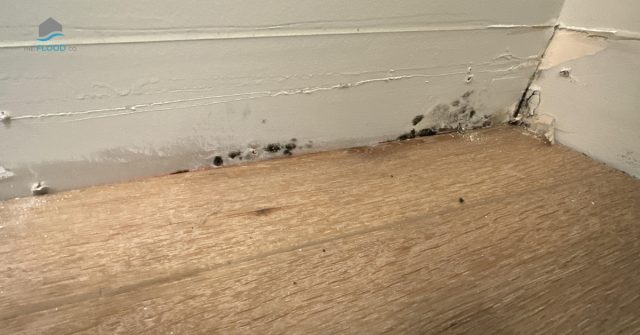 Professional mold remediation cost breakdown and removal pricing in Utah