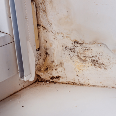 Close-up of mold growth damaging commercial building wall