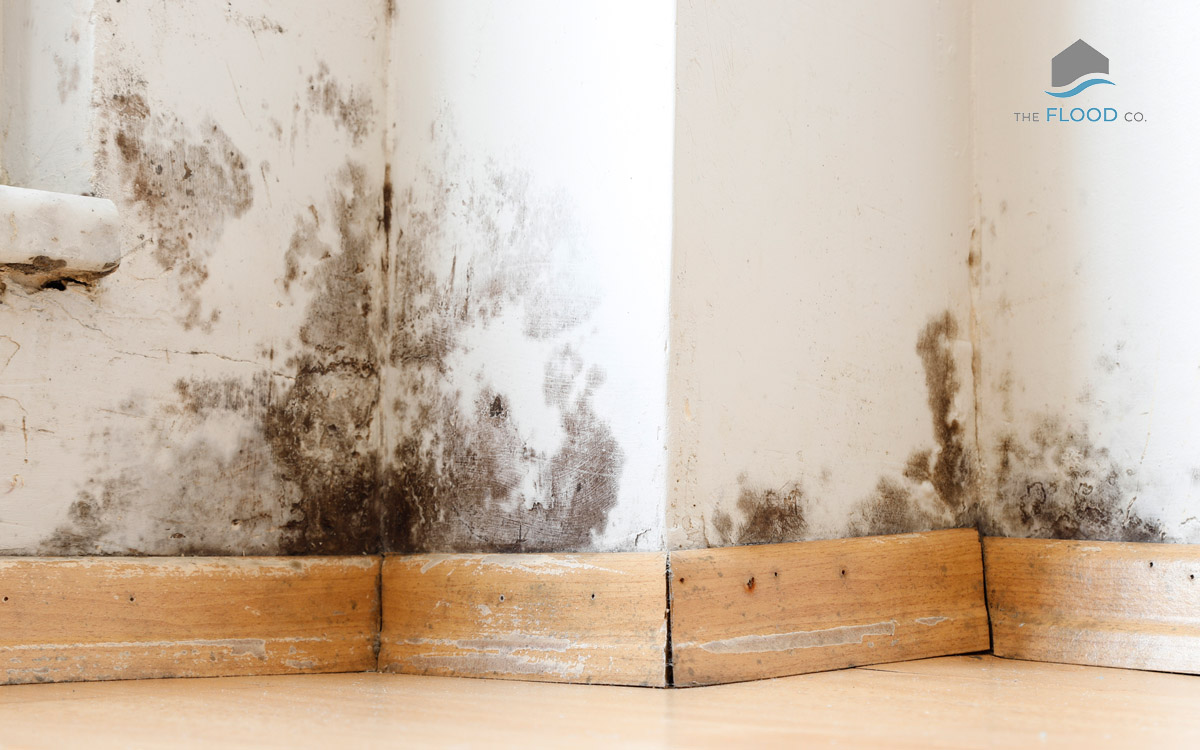 mold-removal-services-utah